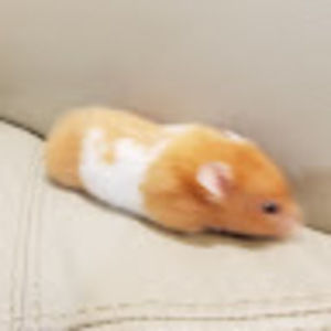 Meet your Posher, Elena